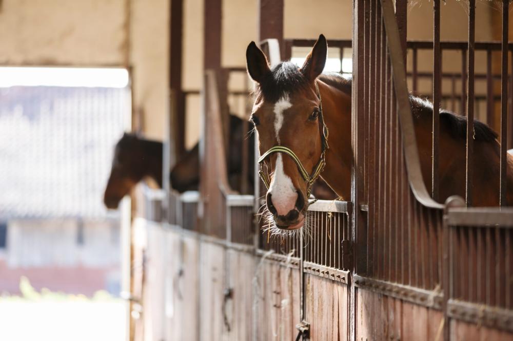 Pension chevaux près de Descartes