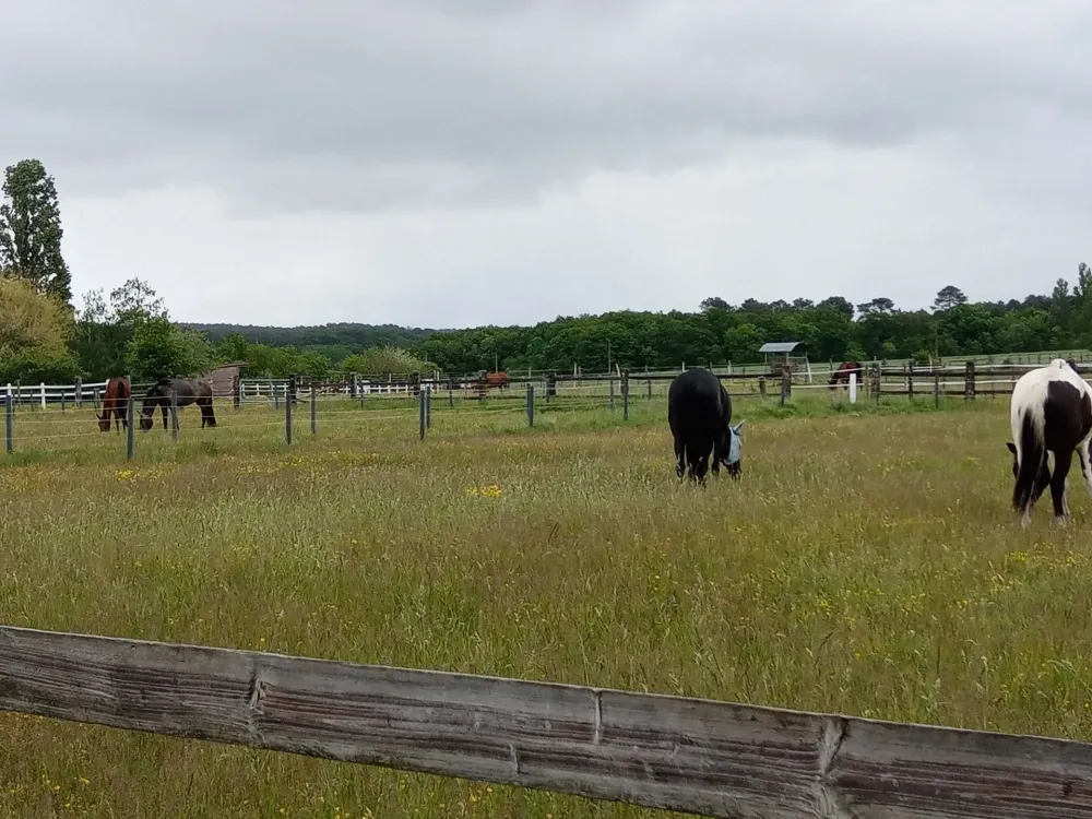paddocks
