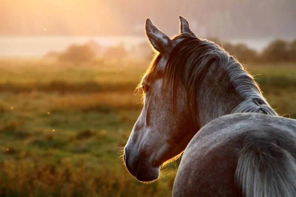 cheval-gris